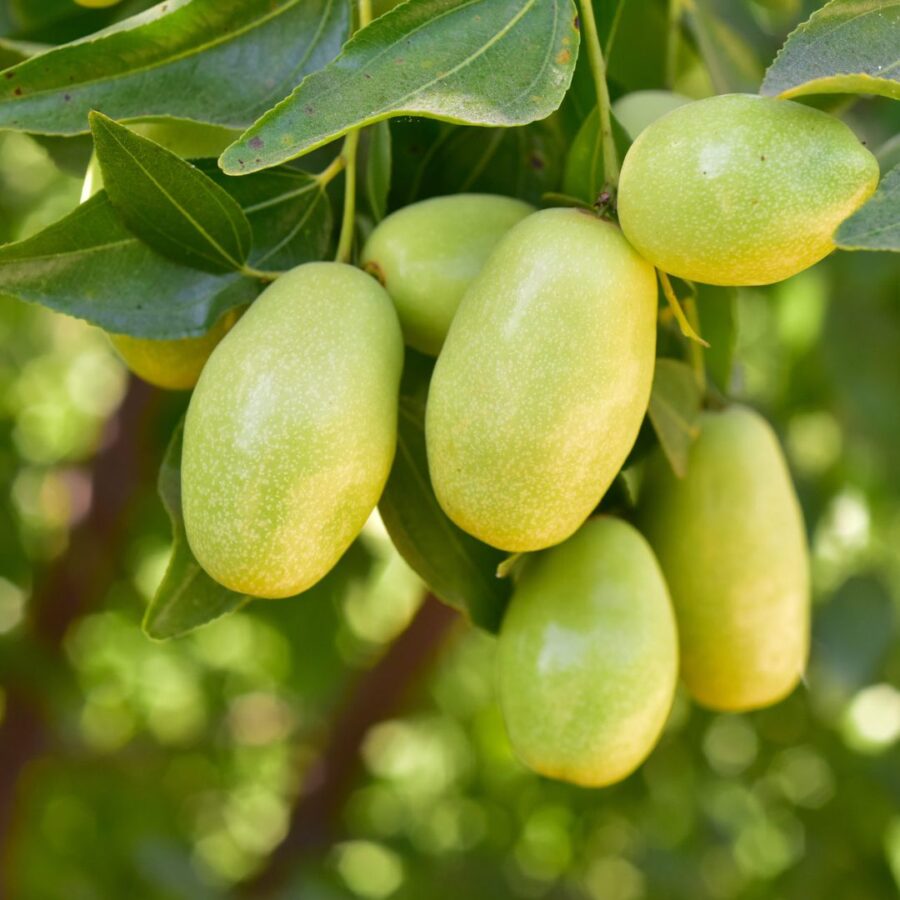 Pura: Aceite de Jojoba + Vit. E 30 ml. - Imagen 3