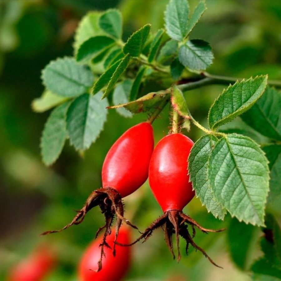 Pura: Aceite de Rosa Mosqueta + Vit. E 30 ml. - Imagen 3